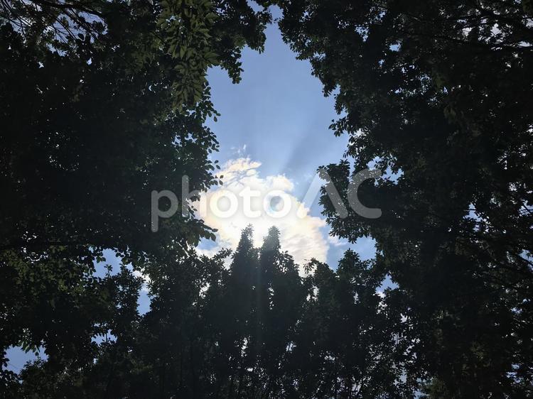 背の高い木々からの美しい空 木,木材,何人もありませんの写真素材