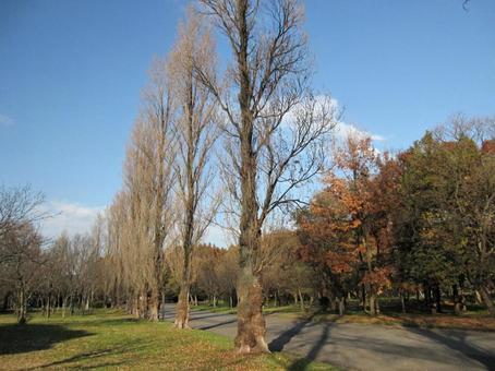 ポプラ ポプラ ポプラ,風景マクロ,円柱状の写真素材