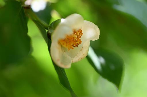 赤城自然園で撮ったナツツバキの花 赤城自然園で撮ったナツツバキの花の写真