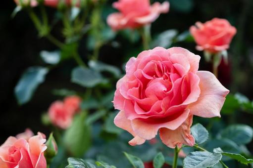 公園のバラ 公園のバラ バラ,花,植物の写真素材