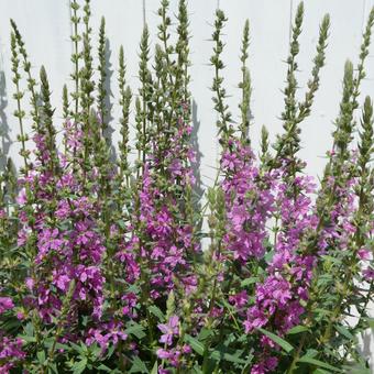 ミソハギの花 ミソハギの花 花,夏の花,お盆の写真素材