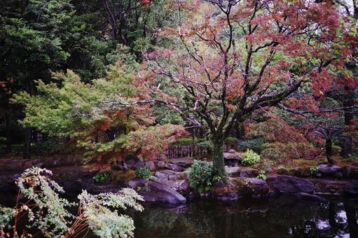 仙厳園の庭園と立派な紅葉の木 仙厳園の庭園と立派な紅葉の木の写真