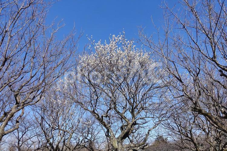 ＜春のイメージ＞梅の花 梅,花,梅の花の写真素材