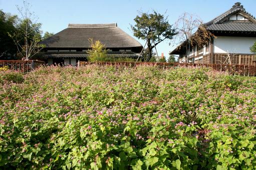 Buckwheat blooming scenery, JPG
