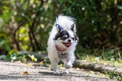 甘えん坊なチワワ ちわわ,チワワ,犬の写真素材