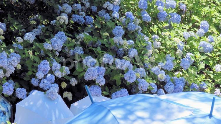 法多山尊永寺の紫陽花とパラソルアート 紫陽花,梅雨,6月の写真素材