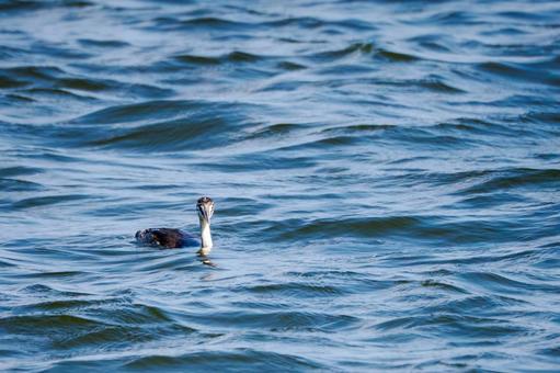 カンムリカイツブリの若鳥⑸ カンムリカイツブリの若鳥⑸の写真