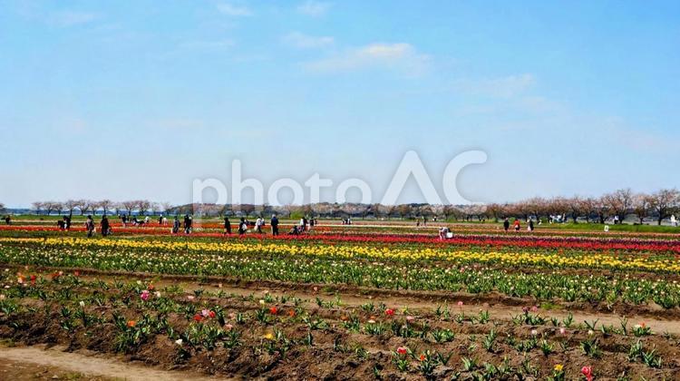 春の佐倉市・ふるさと広場のチューリップ畑 春,チューリップ,花畑の写真素材