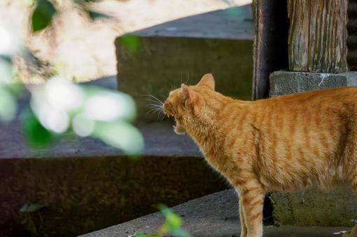 猫(197) 猫(197)の写真