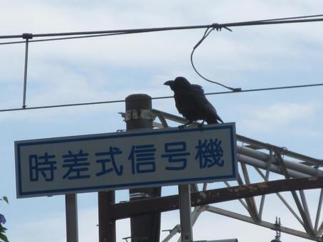 道路標識で休む烏 道路標識で休む烏の写真