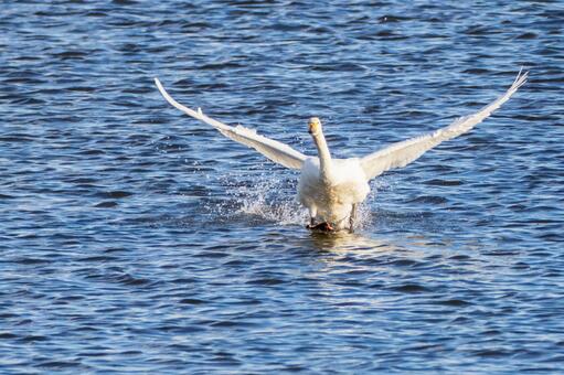 オオハクチョウ(55) 鳥,オオハクチョウ,ハクチョウの写真素材