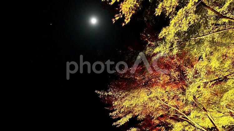 千葉県養老渓谷　夜の粟又の滝付近の紅葉 紅葉,粟又の滝,養老渓谷の写真素材