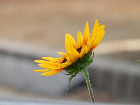 【花の写真】ヒマワリ(向日葵) 【花の写真】ヒマワリ(向日葵)の写真