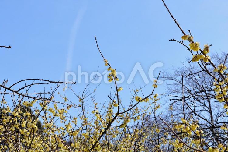 満開のロウバイと青空 蝋梅,植物,花の写真素材