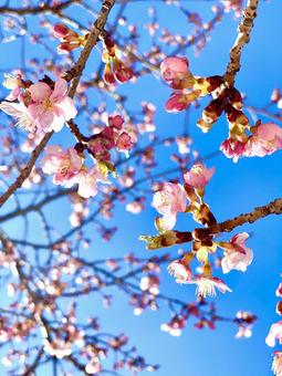 桃の花と青空 桃の花と青空の写真