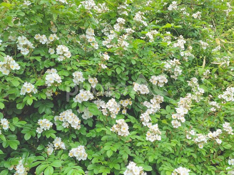 ノイバラ ノイバラ,野ばら,白い花の写真素材