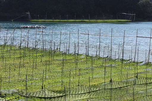 伊勢志摩 海苔粗朶 英虞湾 伊勢志摩 海苔粗朶 英虞湾 伊勢志摩,海苔粗朶,英虞湾の写真素材