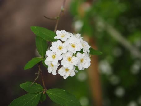白い花 白い花の写真
