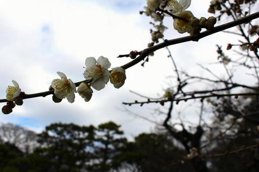 梅 梅の写真