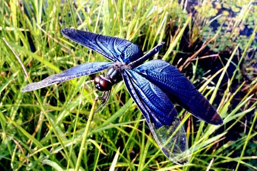 チョウトンボ３ チョウトンボ,トンボ,メタリックブルーの写真素材