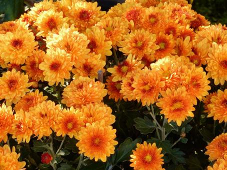 【風景写真】福山菊花展覧会の風景 キク,菊,菊花展の写真素材