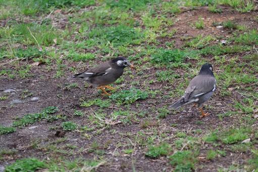 2羽のムクドリの歩く草の生えた地面 2羽,ムクドリ,歩くの写真素材