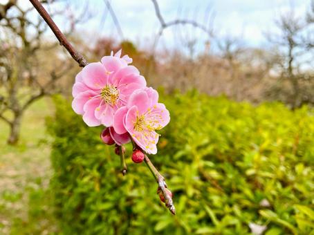 ピンクの梅 ピンクの梅 梅,ウメ,花の写真素材