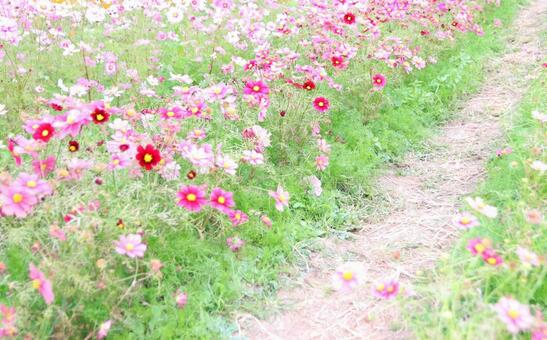 コスモス畑 コスモス畑の写真