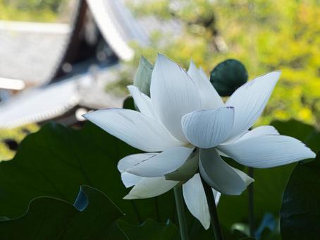 白い蓮の花 白い蓮の花 蓮,はす,ハスの写真素材