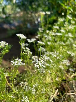 Cilantro flowers in a community garden, JPG