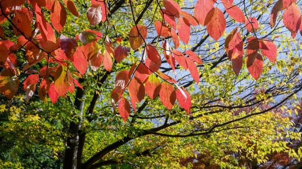 光に透ける紅の葉 葉,赤,枝の写真素材