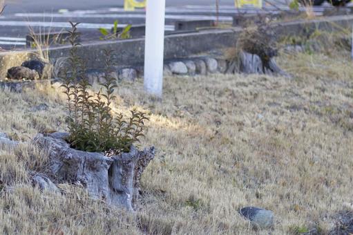 切り株に生える新しい命2 切り株に生える新しい命2 切り株,新芽,成長の写真素材