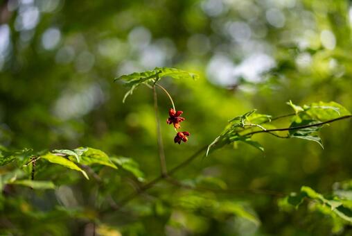 新緑に映える赤い実 植物,木,葉の写真素材