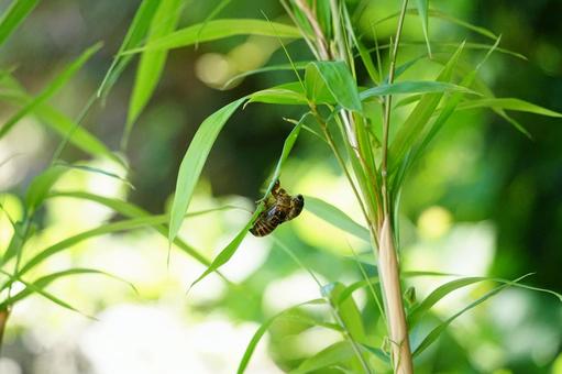 葉に残るセミの抜け殻と夏の光 セミの抜け殻,昆虫,夏の写真素材
