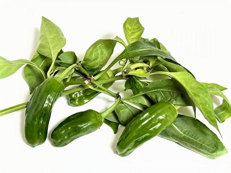 葉っぱ付きのピーマン ピーマン,葉っぱ,葉の写真素材