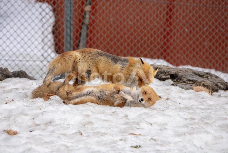 じゃれ合う仲良しキタキツネ１ キツネ,キタキツネ,動物の写真素材
