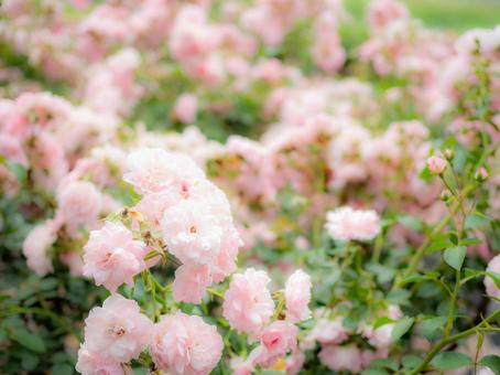 A cluster of small pale pink roses, JPG A cluster of small pale pink roses, JPG