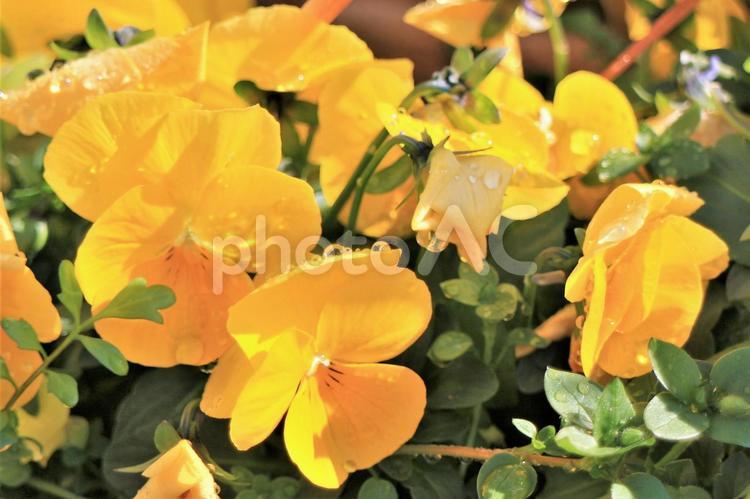 雨上がりの黄色いビオラの花たち ビオラ,黄色,明るいの写真素材