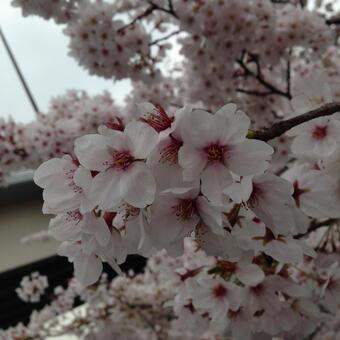 桜 さくら,春,櫻の写真素材