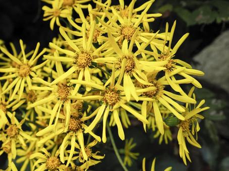 ツワブキの黄色い花 つわぶき,ツワブキ,石蕗の写真素材