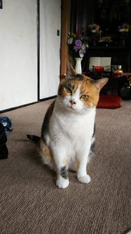 三毛猫ちゃん 三毛猫,猫,もふもふの写真素材