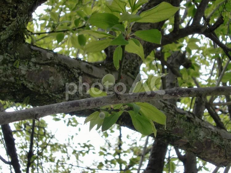 春の梅の木 春の梅の木,梅の木,梅の写真素材