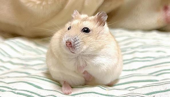 Diagonal Yellow Djungarian Hamster, JPG Diagonal Yellow Djungarian Hamster, JPG