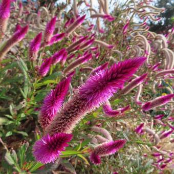 ケイトウ（鶏頭） ケイトウ,鶏頭,花の写真素材