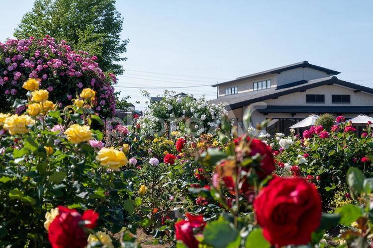 花久の里2024年周辺の景色 花久の里,薔薇,バラの写真素材