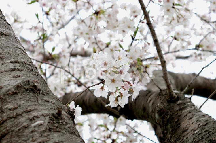春　桜　ソメイヨシノ　幹 春,桜,ソメイヨシノの写真素材