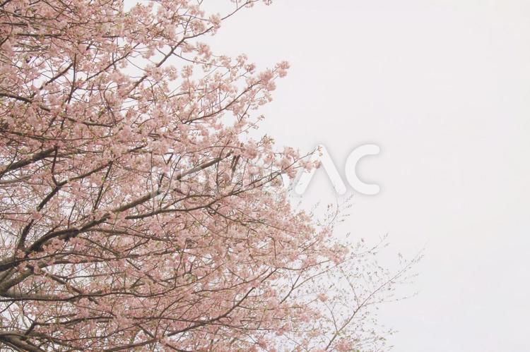 桜の木 桜,河津桜,森の写真素材