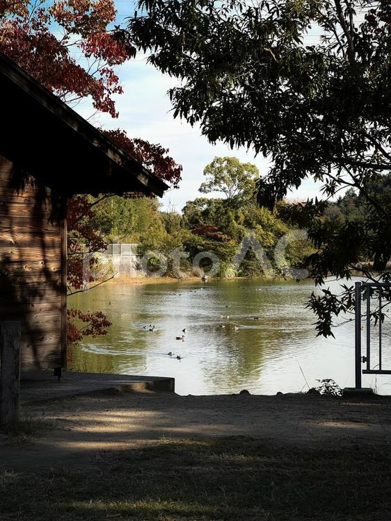 池のほとり 池,カルガモ,鴨の写真素材