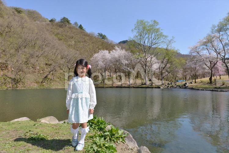 銭淵公園の桜と池と一年生11 銭淵公園,南魚沼市,六日町の写真素材