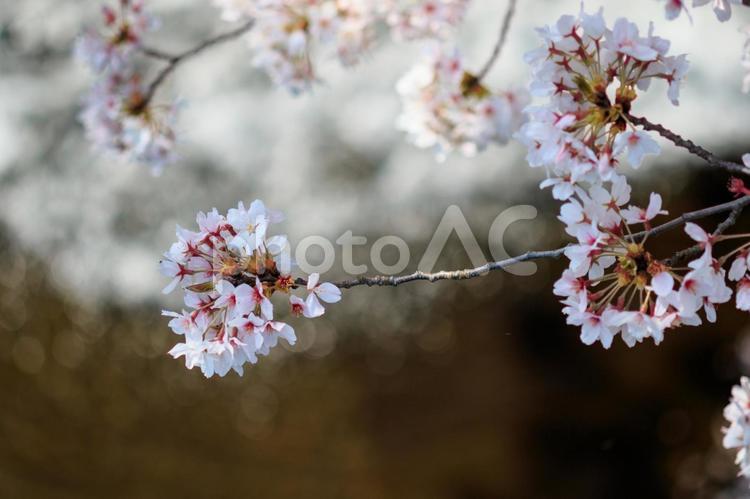 町田市、恩田川沿いの桜 桜,サクラ,さくらの写真素材